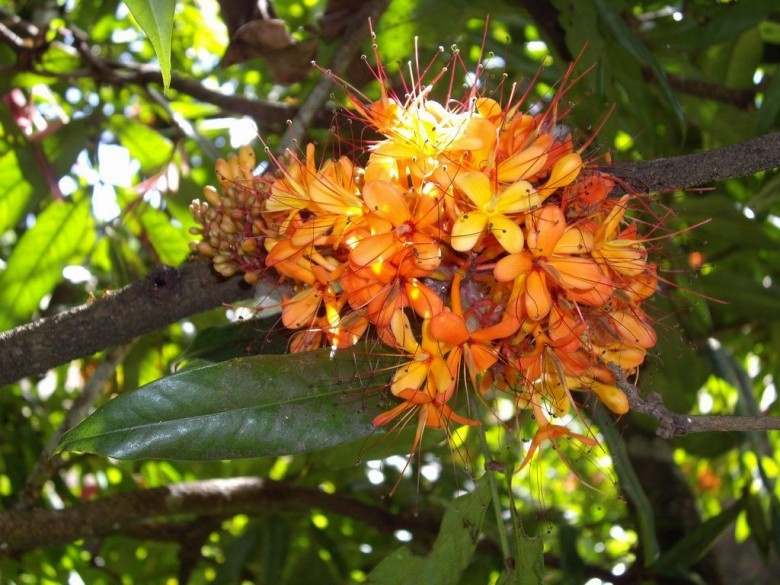 Hình ảnh cây Vàng anh lá nhỏ - Saraca indica L