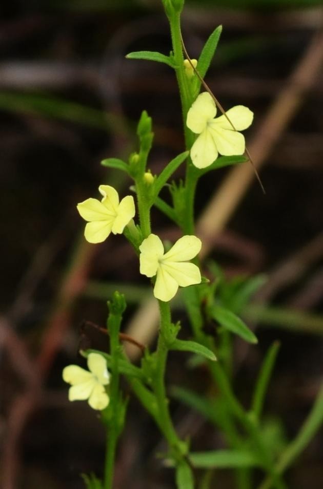 Hình ảnh cây Voòng phá - Striga lutea Lour