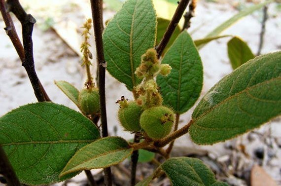 Hình ảnh cây Cù đèn lông, Ba vỏ - Croton crassifolius Geiseler