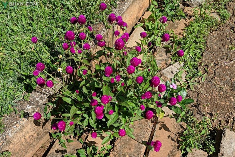 Hình ảnh cây, hoa Bách nhật, Cúc bách nhật hay Bông nở ngày - Gomphrena globosa