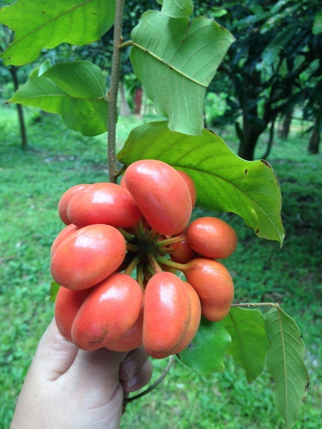 Hình ảnh quả Bù dẻ chín