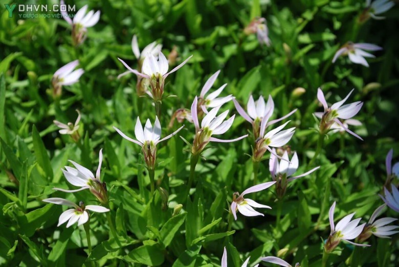 Cây Bán biên liên - Lobelia chinensis Lour., thuộc họ Bò biên - Lobeliaceae.