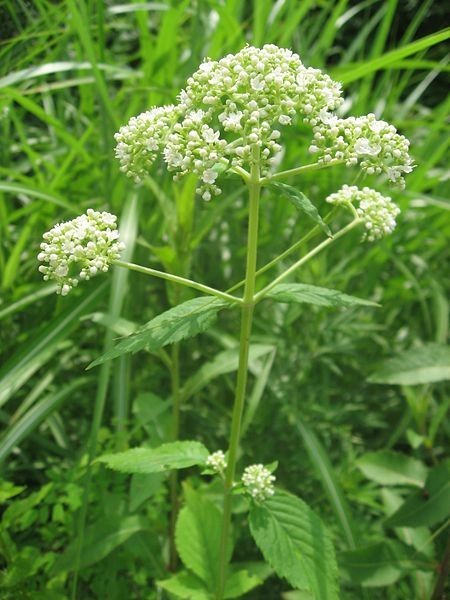 Hình ảnh mô tả cây Bại tượng hoa trắng