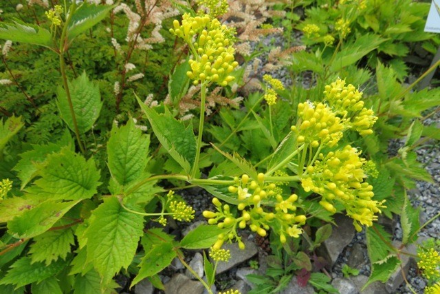 Hình ảnh cây Bại tượng