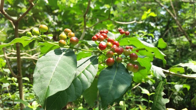 Hình ảnh quả, lá Ba gạc Cuba