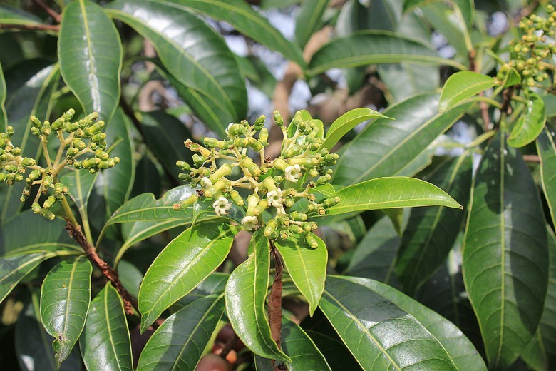 Hình ảnh hoa, lá cây Ba gạc châu Phi