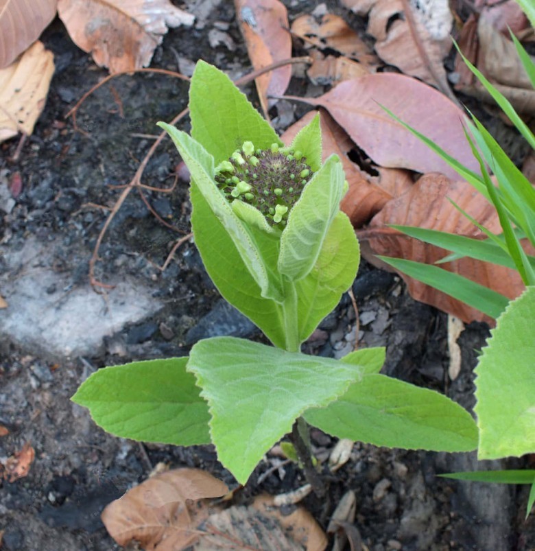 Hình ảnh, hoa, lá cây Cách cỏ còn nhỏ