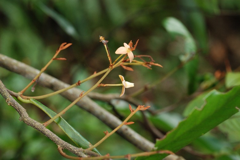 Hình ảnh Hoa cây Cách thư lá trắng