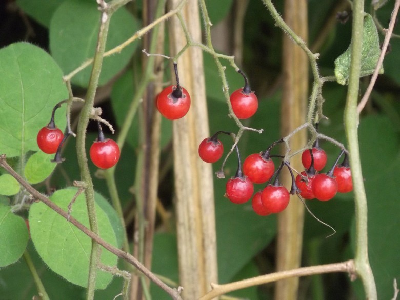 Hình ảnh chúm quả cà Cà đắng ngọt