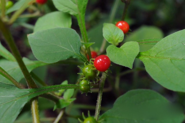 Hình Cà hai hoa  Ngọn cành mang hoa, quả