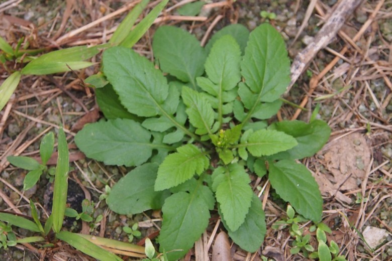 Hình ảnh cây Cải đất núi