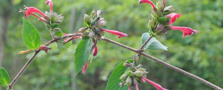 Hình ảnh cây Tế miên hoa