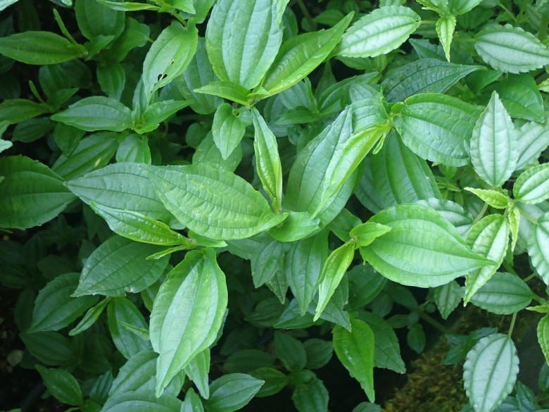 Hình ảnh cây Thạch cân thảo