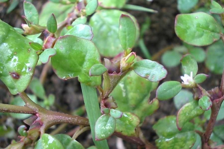 Hình ảnh cây Sam biển