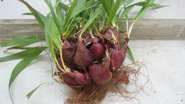 Hình ảnh củ, cây Sâm đại hành