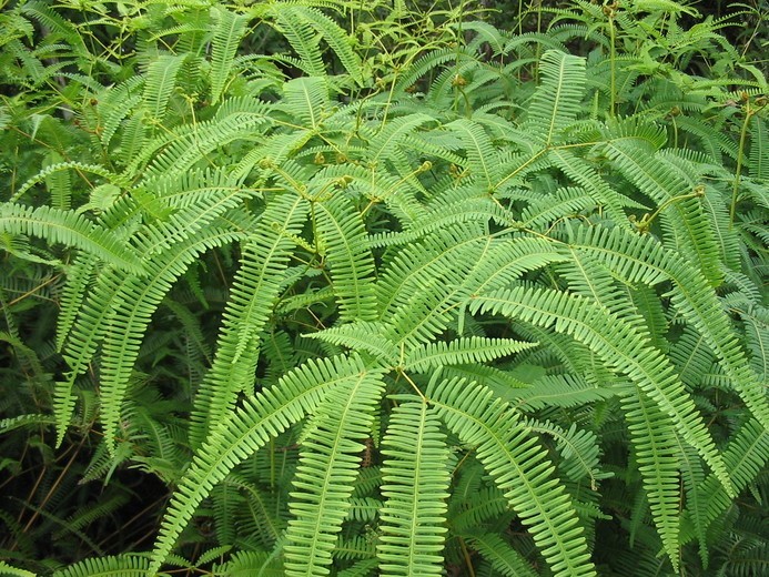 Hình ảnh cây Guột cứng