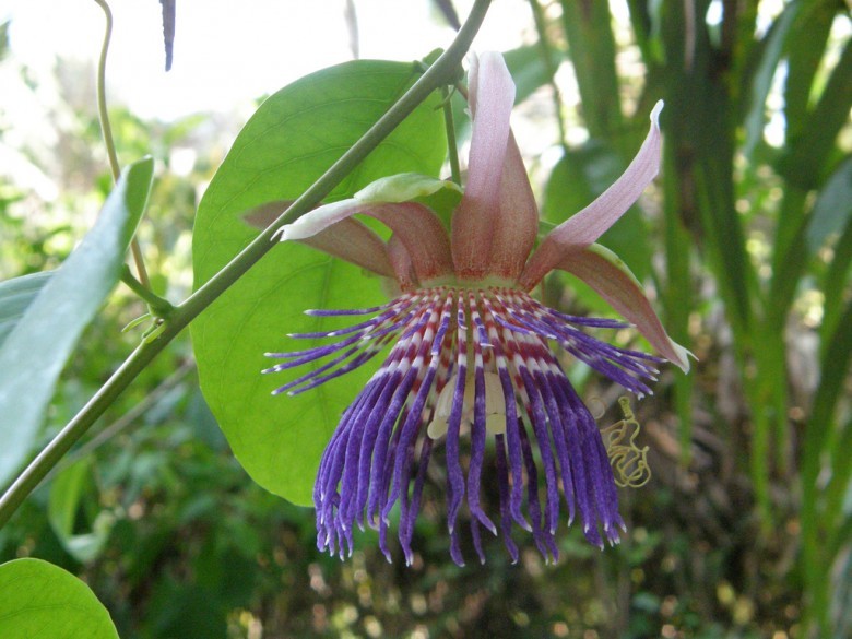 Hình ảnh cây Guồi tây