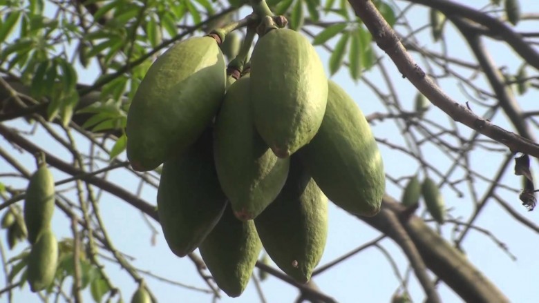 Hình ảnh quả còn xanh của cây Cây bông gòn