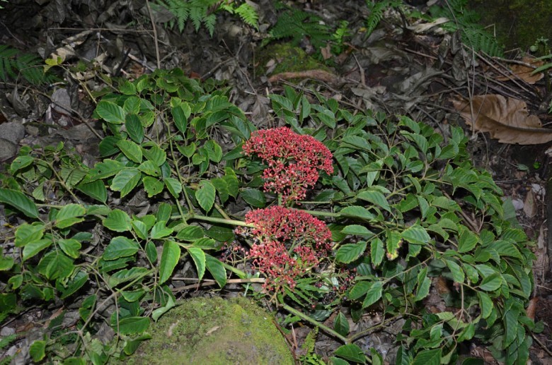 Hình ảnh cây Gối hạc nhọn