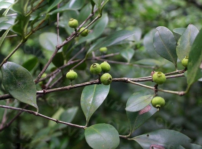 Hình ảnh lá, quả cây Sầm lá râm