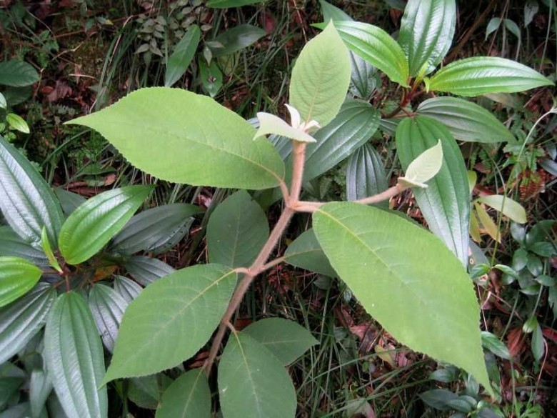 Hình ảnh cây Tử châu thuỳ dài còn nhỏ