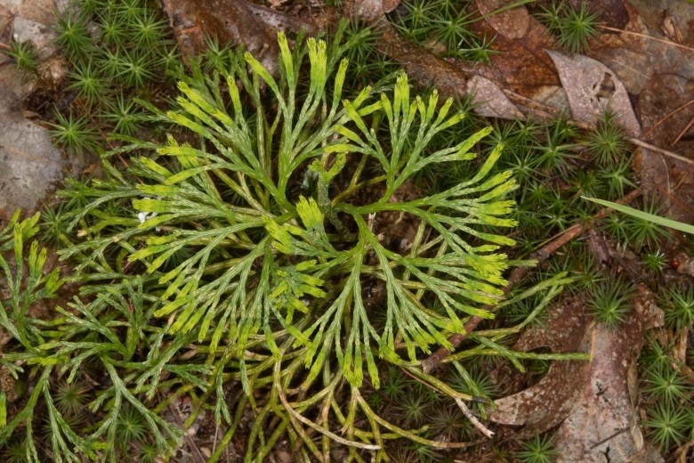 Hình ảnh mô tả cây Cây Thạch tùng dẹp