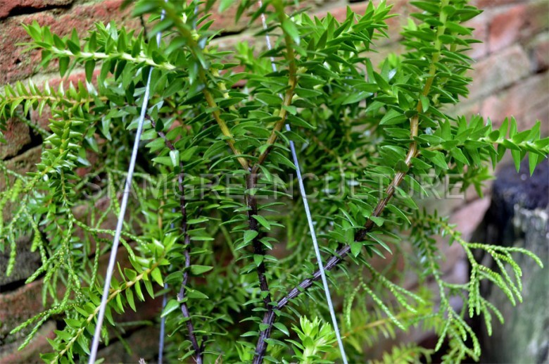 Hình ảnh cây Thạch tùng đuôi ngựa