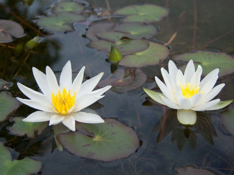 Hình ảnh hoa cây Súng vuông