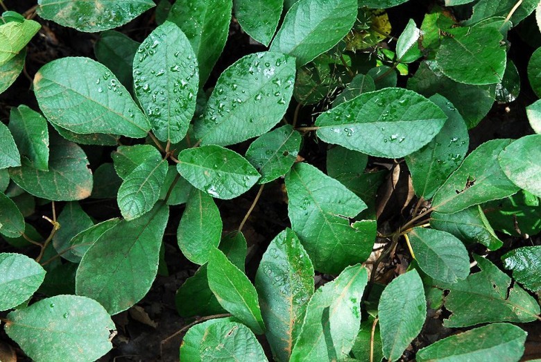 Hình ảnh cây Sung tico