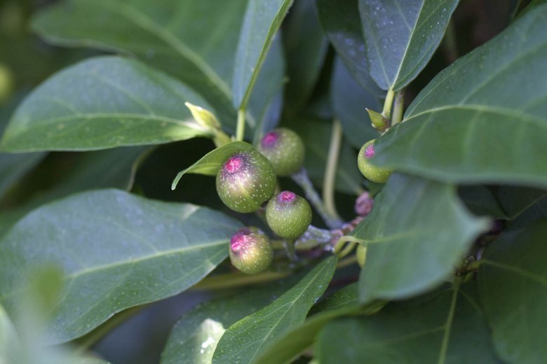 Hình ảnh cây sung Sung thiên tiên