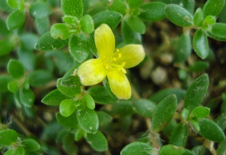 Hình ảnh hoa, cây Sam nhỏ