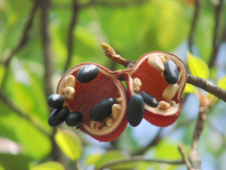 Hình ảnh quả cây Sảng cánh