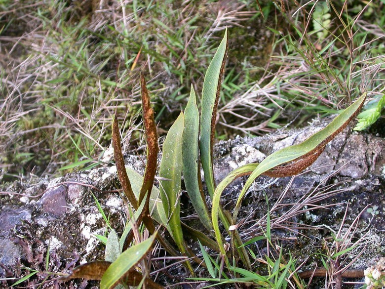 Hình ảnh cây Thạch vi Bắc bộ