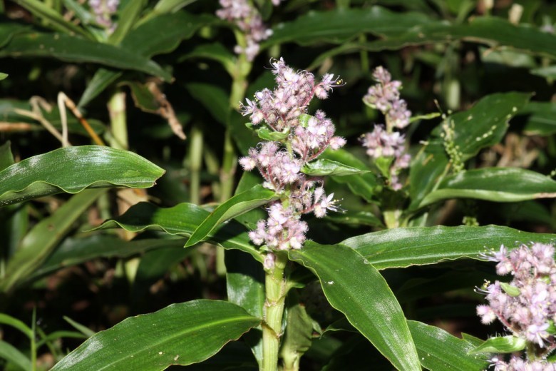 Hình ảnh hoa, cây Thài lài hoa chuỳ