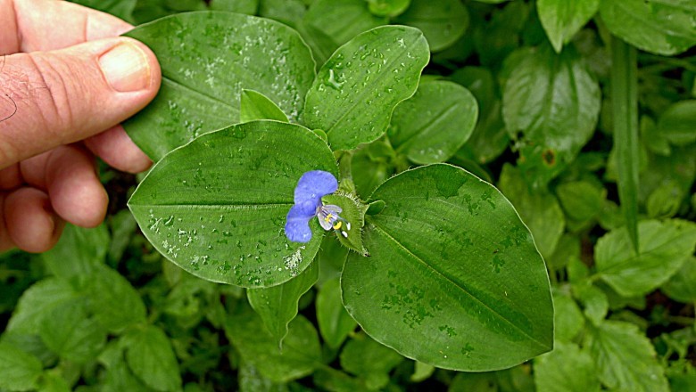 Hình ảnh cây Thài lài lông