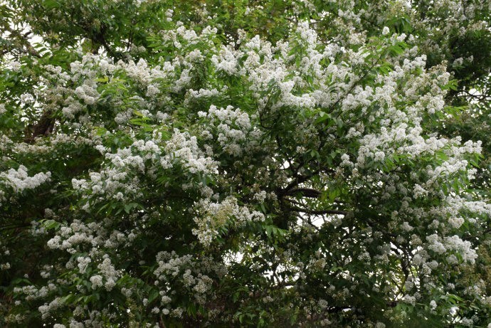 Hình ảnh cây Săng lẻ