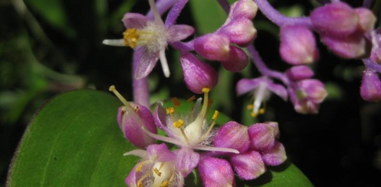 Hình ảnh hoa cây Thài lài san hô