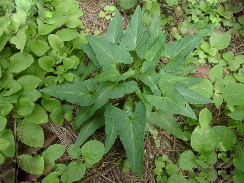 Hình ảnh cây Cải rừng tía