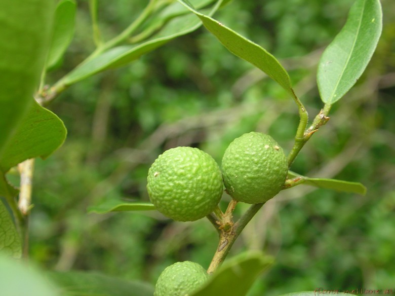 Hình ảnh cây Cam rừng