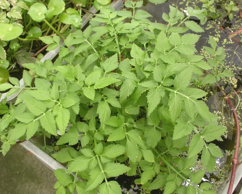 Hình ảnh cây Cây rau cần