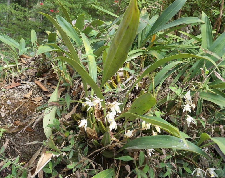 Hình ảnh cây Thanh đạm mềm