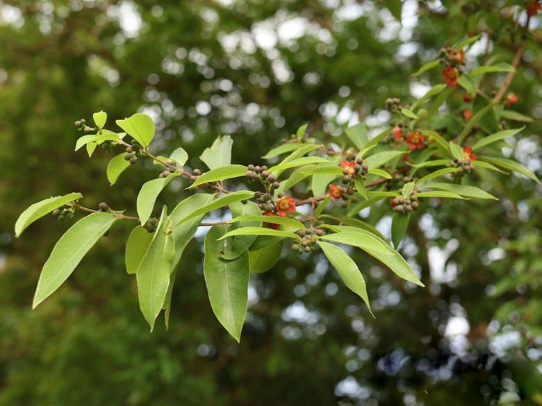 Hình ảnh mô tả cây Thành ngạnh