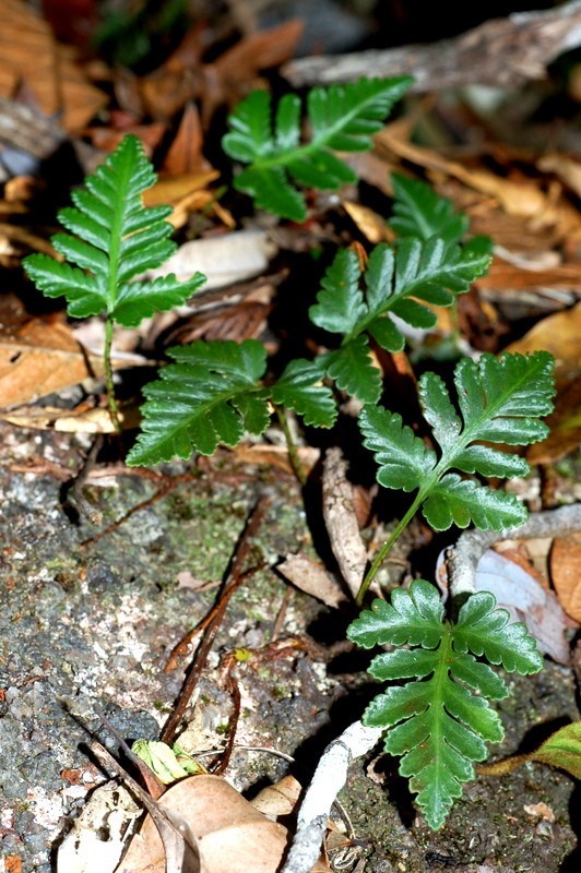 Hình ảnh cây Ráng thổ xỉ bò