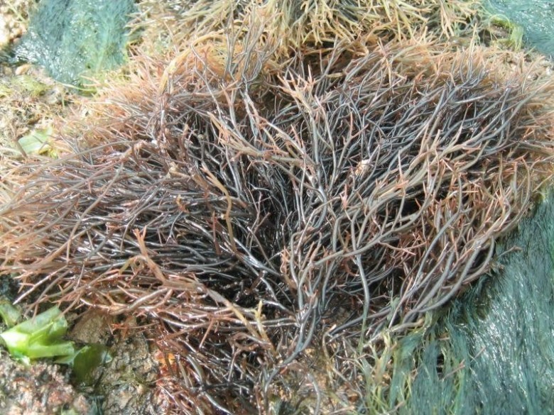 Hình ảnh cây Rau câu chỉ vàng