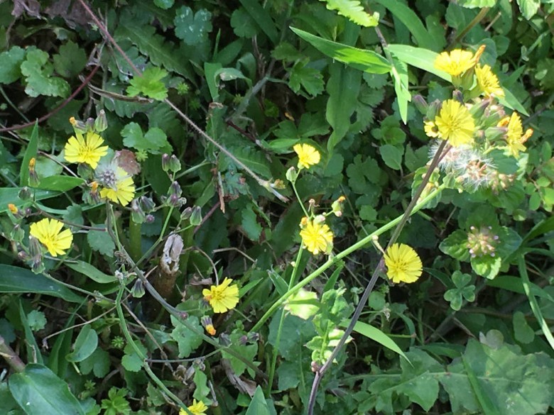 Hình ảnh cây Rau diếp đắng