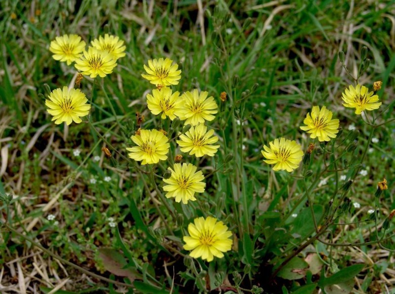 Hình ảnh cây Rau diếp đắng lá răng