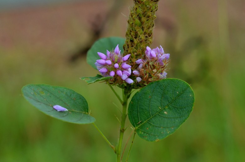 Hình ảnh cây Đuôi chồn chân thỏ