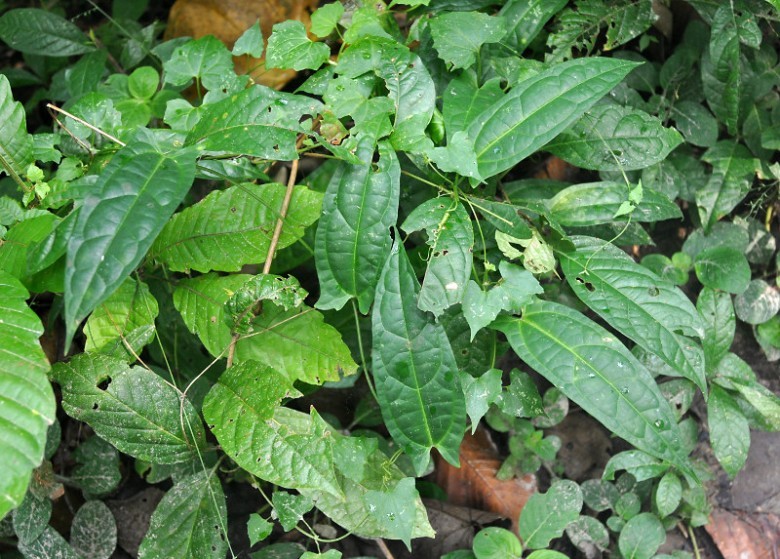Hình ảnh cây Thanh ngưu đảm