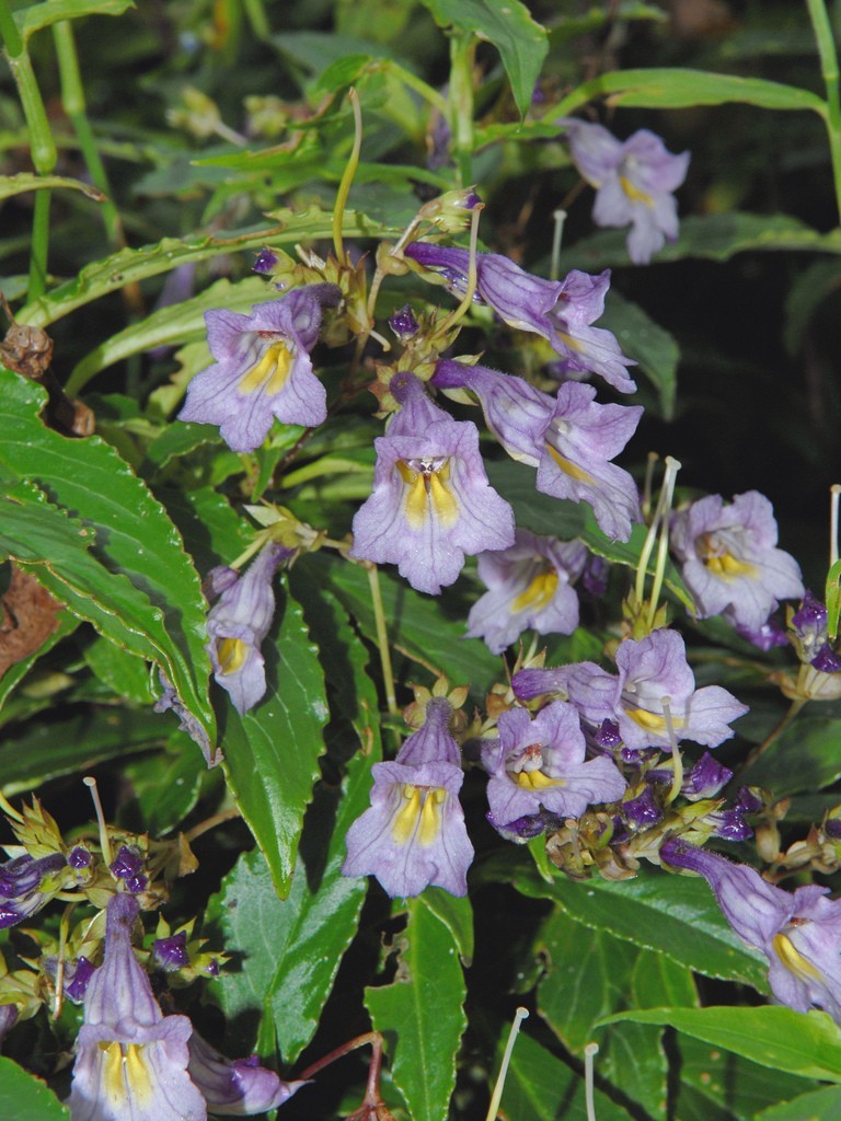 Hình ảnh hoa, lá cây Thanh trúc tiêu