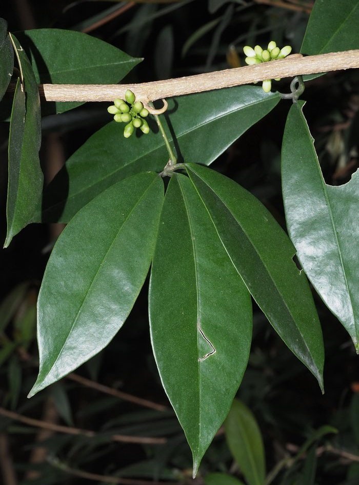 Hình ảnh lá, hoa cây Thần xạ hương